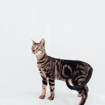 Sam