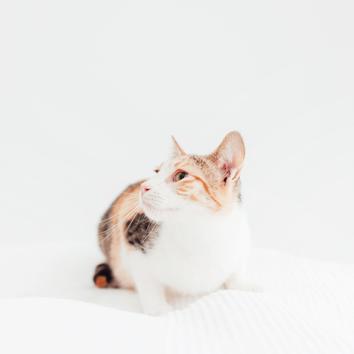 Lis