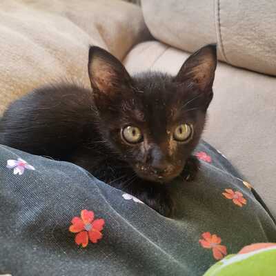 Coco