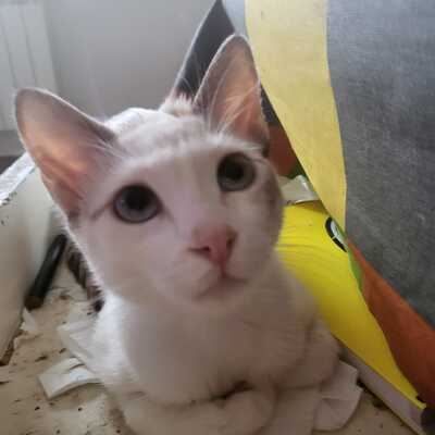 Greta