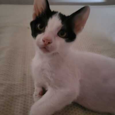 Chico