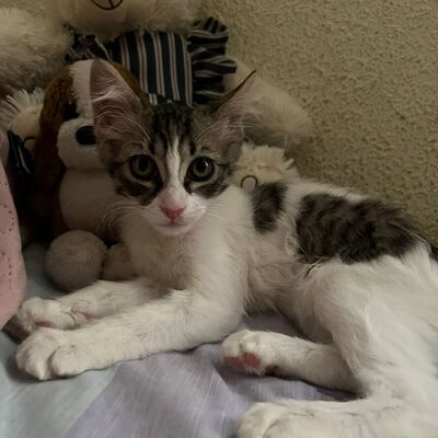 Ramona