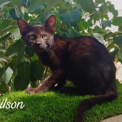 Wilson