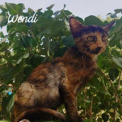 Wendi