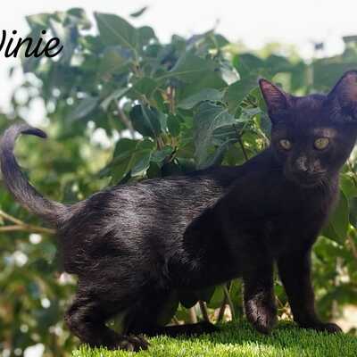 Winie