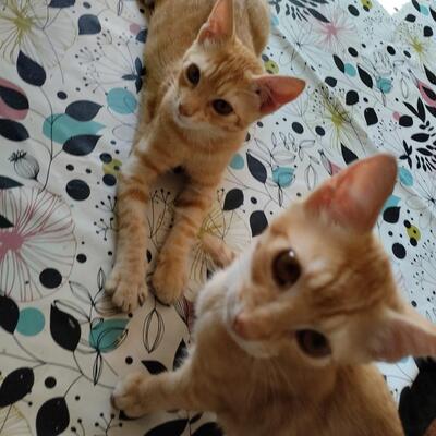 Chip & Chop