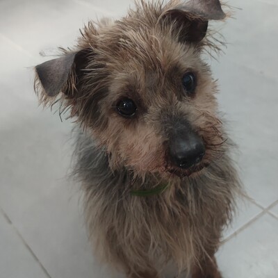Watson