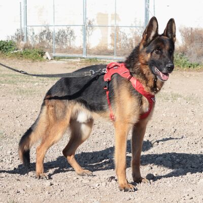 Hercules