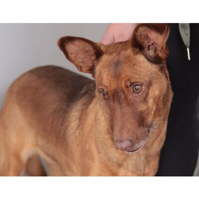 Canela