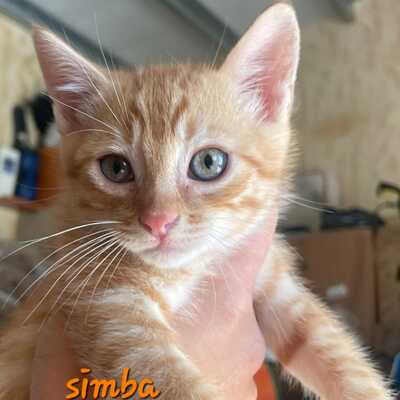 Simba 