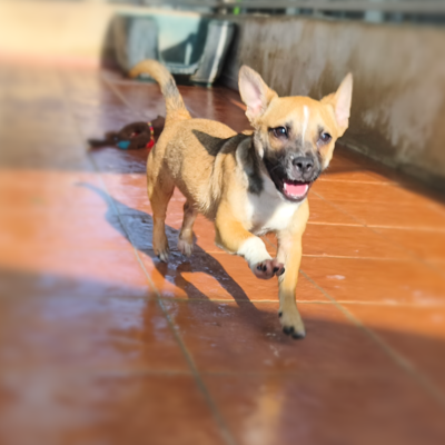 Bolita