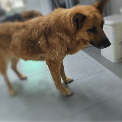 Bimba