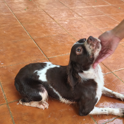Paloma